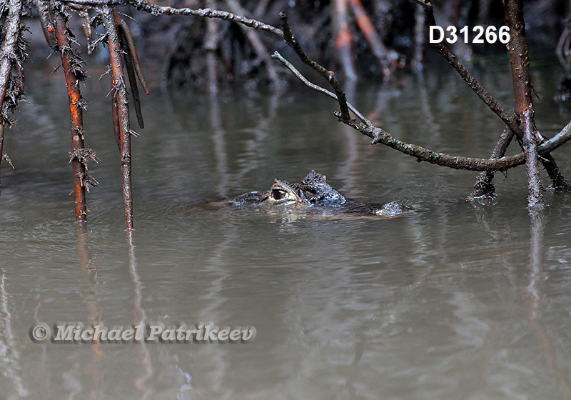 Spectacled Caiman (Caiman crocodilus)